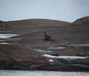 An Antarctic fur seal visiting Mawson station.