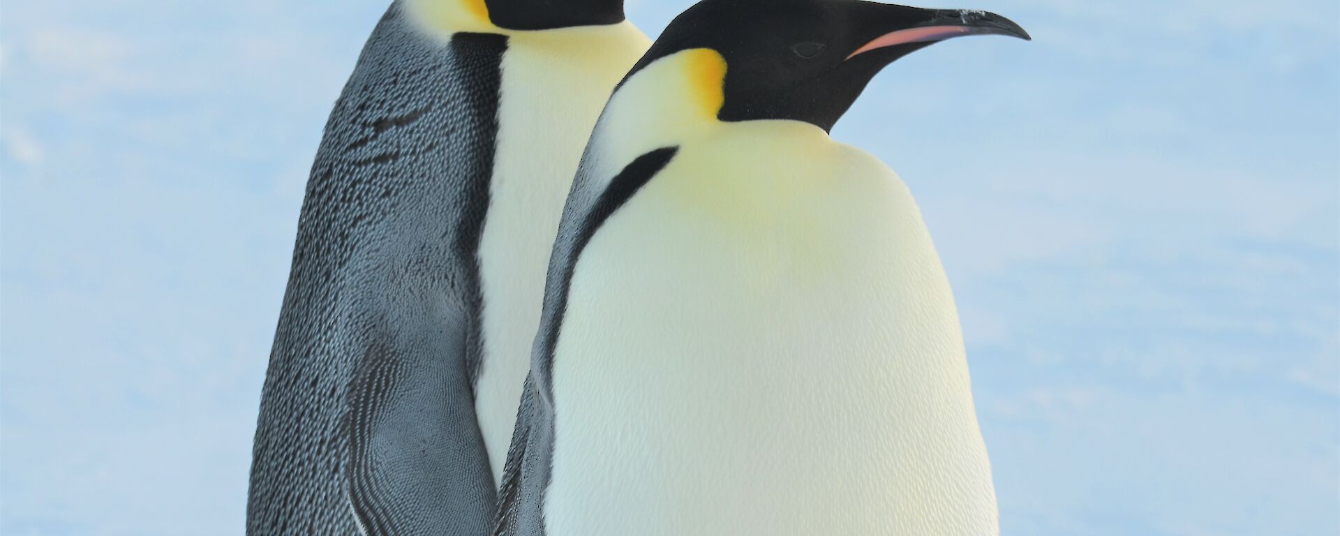 Emperor penguins at Auster rookery — Mawson Station.