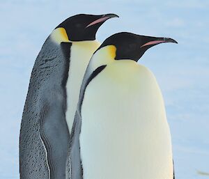 Emperor penguins at Auster rookery — Mawson Station.