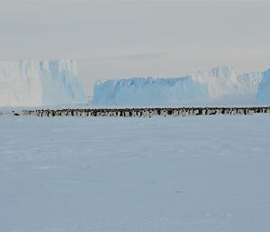 Auster Emperor penguin rookery 2019 — Mawson Station.