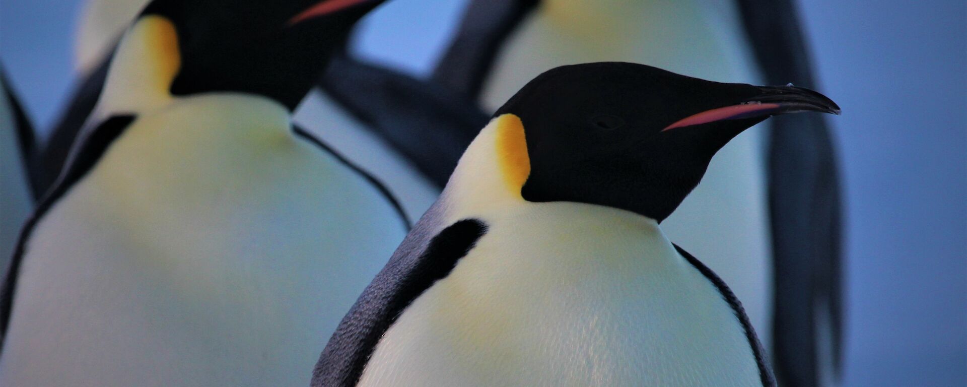 Emperor penguins at Auster rookery — Mawson Station.