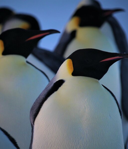 Emperor penguins at Auster rookery — Mawson Station.