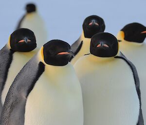 Inquisitive Emperor penguins at Auster rookery — Mawson Station.