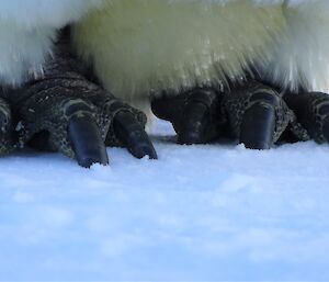 Emperor penguin feet & toes — Auster Emperor penguin rookery.