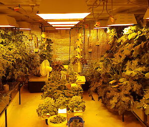 The Mawson hydroponics setup 2019.
