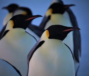 Auster rookery Emperor penguins — by Chef Kim.