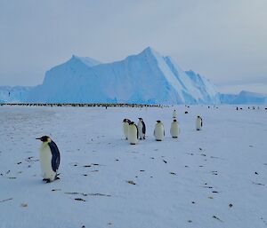 Auster Emperor penguin rookery — Mawson.