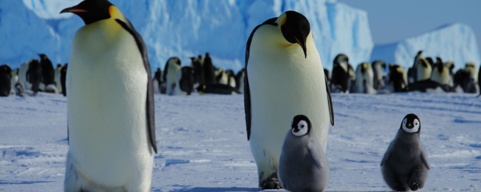 Emperor Penguins and chicks — Auster Rookery, Mawson Station.