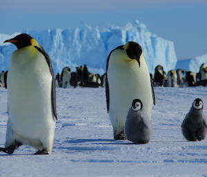 Emperor Penguins and chicks — Auster Rookery, Mawson Station.