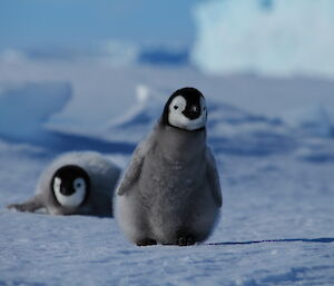 A young Emperor Penguin chick at Auster Rookery, Mawson Station.