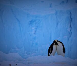 Penguin love — Mawson.