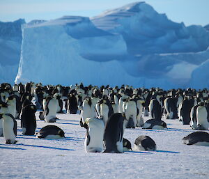 The awesome Auster Rookery — Mawson.