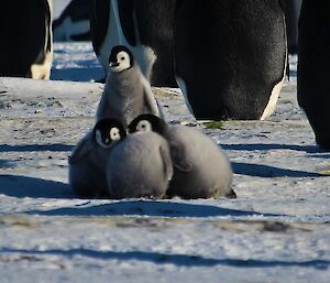 Emperor Penguin chicks getting out & about — Auster Rookery.