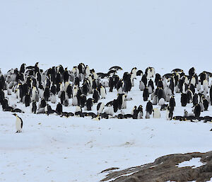 Taylor Emperor penguin rookery — Mawson.