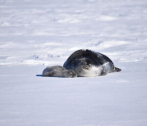 Weddell seal & weaner near Colbeck Archipelago — Mawson.