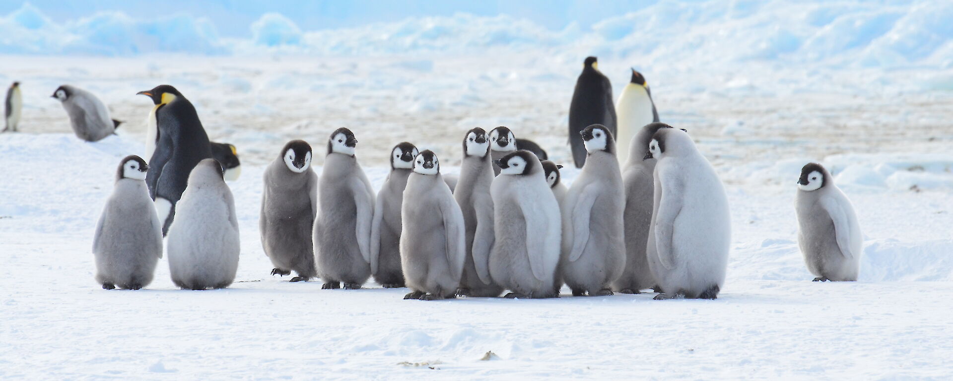 Mawson Auster Emperor Penguin Rookery — Start of November 2019.