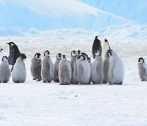 Mawson Auster Emperor Penguin Rookery — Start of November 2019.