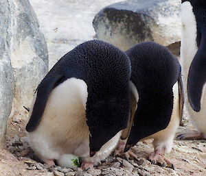 Adélie pair and their eggs