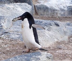 Adélie penguin carrying a rock to build a nest.