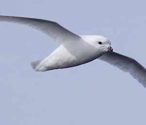 Mawson Snow Petrel