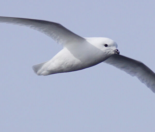 Mawson Snow Petrel