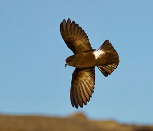 A Wilson’s storm petrel flies high above Mawson