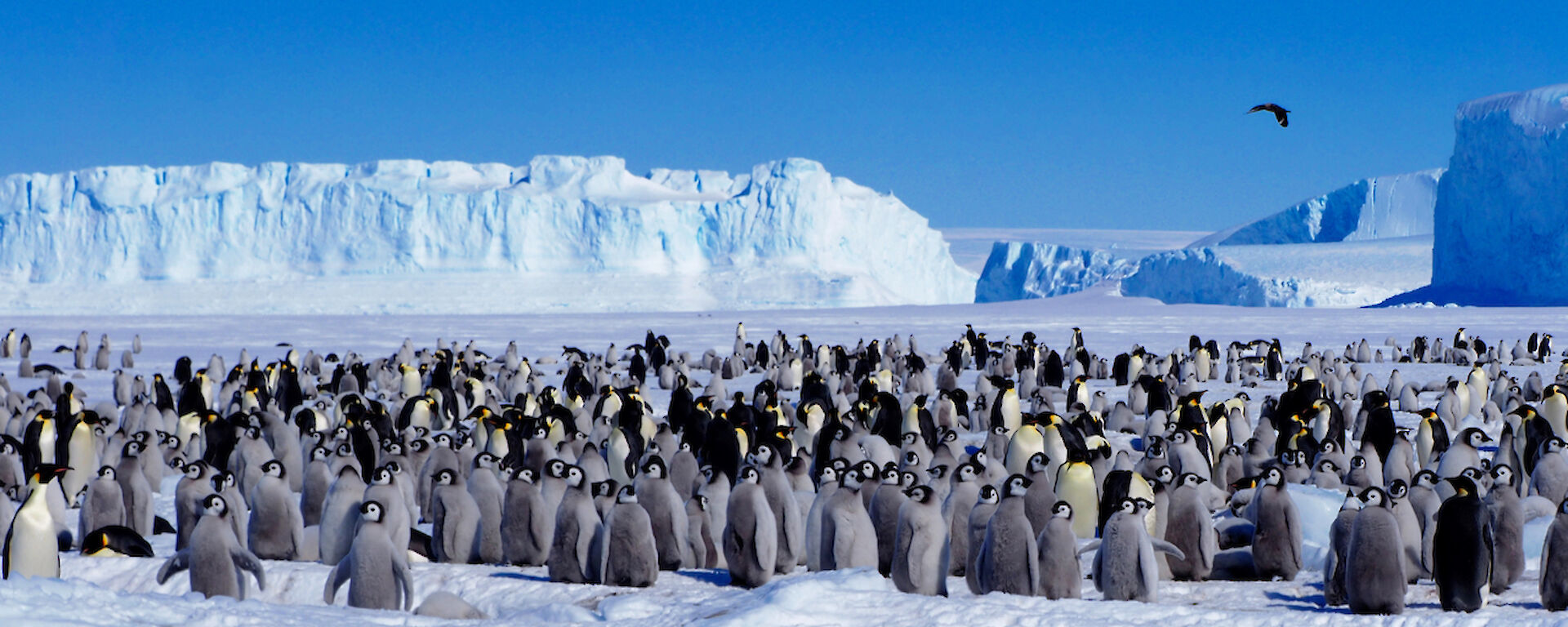 Emperor penguins at Auster Rookery