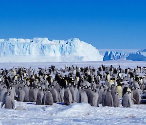 Emperor penguins at Auster Rookery