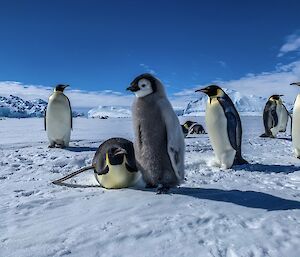 Seven emperor penguin adults and one chick on the ice