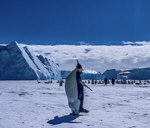 Emperor penguin looking up at the sky, lots more penguins in the background