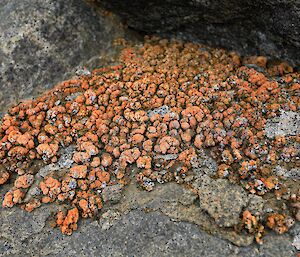 Moss covered in orange lichen.