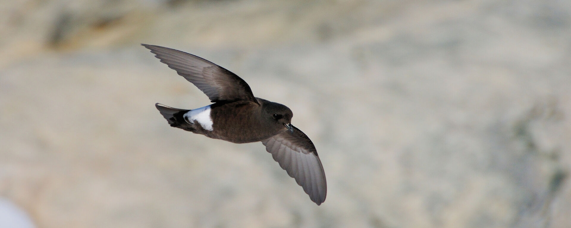 A Wilson’s storm petrel in flight.