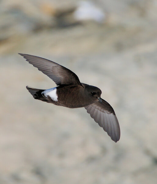A Wilson’s storm petrel in flight.