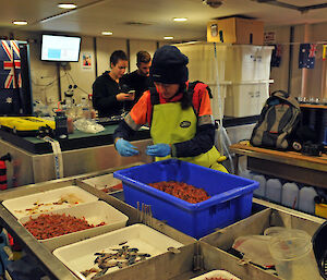 Scientists in the marine biology laboratory on the Aurora Australis, sorting through specimens in trays.