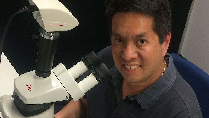 Australian Antarctic Division palaeoclimate scientist Dr Andrew Moy examines planktonic and benthic foraminifera shells extracted from ocean sediments