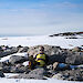 A man sitting against rocks and snow in Antarctica.