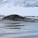 A humpback whale with one fin out of the water, in Antarctica.