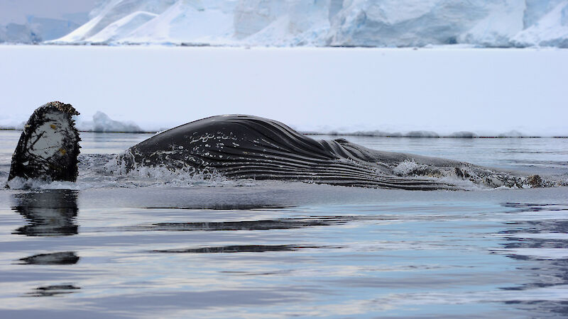 A humpback whale with one fin out of the water, in Antarctica.