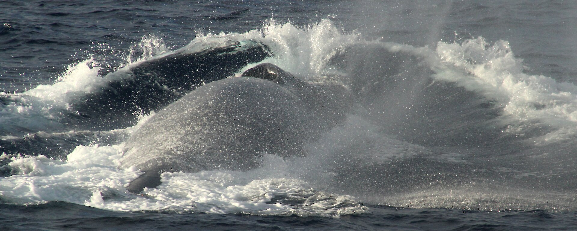 A blue whale in the Southern Ocean.