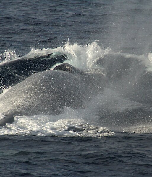 A blue whale in the Southern Ocean.