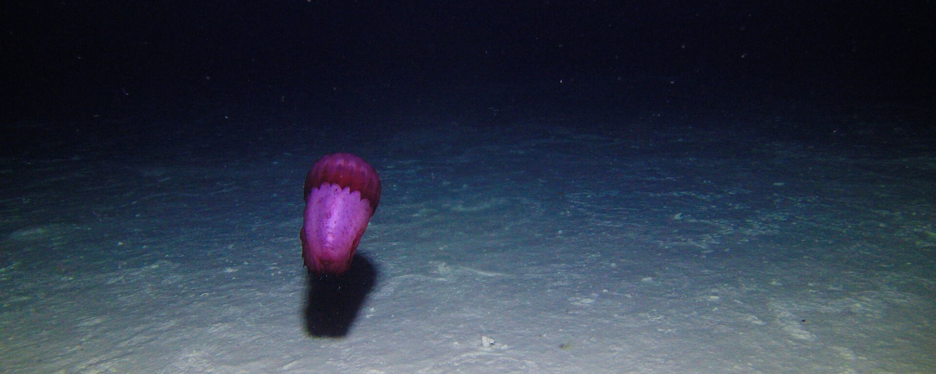 The deep-sea swimming sea cucumber Enypniastes eximia taken by the Antarctic Division-designed camera in the waters around Heard Island.