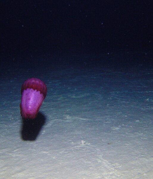 The deep-sea swimming sea cucumber Enypniastes eximia taken by the Antarctic Division-designed camera in the waters around Heard Island.