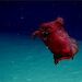 The swimming sea cucumber Enypniastes eximia.