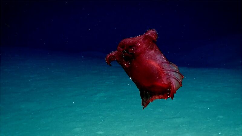 The swimming sea cucumber Enypniastes eximia.