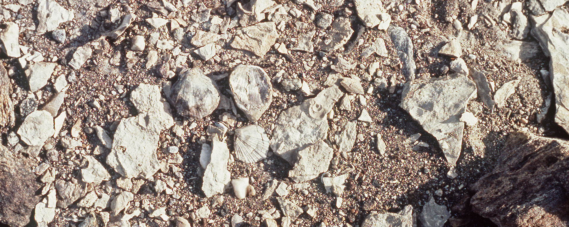 Shell fossils at Marine Plain.