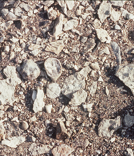 Shell fossils at Marine Plain.
