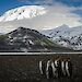 King penguins on a beach on Heard Island, with the Big Ben volcano in the background.