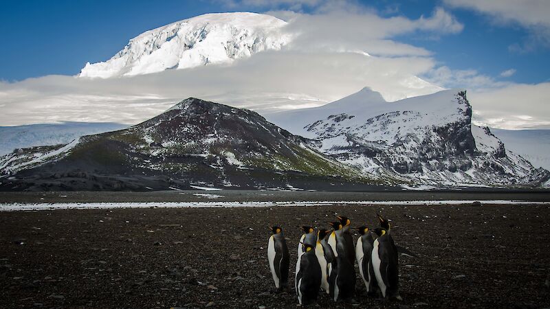 King penguins on a beach on Heard Island, with the Big Ben volcano in the background.