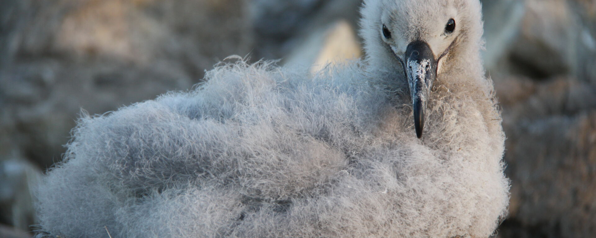 An albatross chick on its nest.