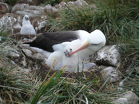 A black-browed albatross feeds its chick on Steeple Jason Island in the Falkland Islands.